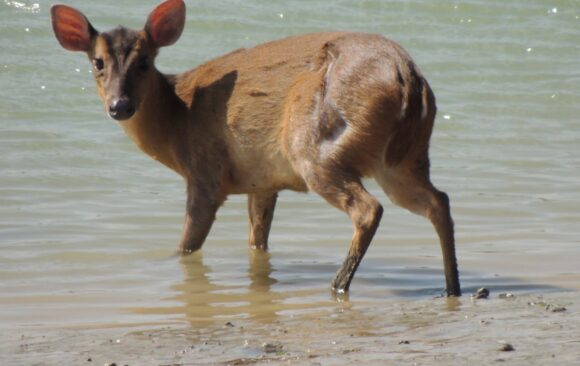 Rare Sighting As Muntjac Deer Takes A Dip in Adur