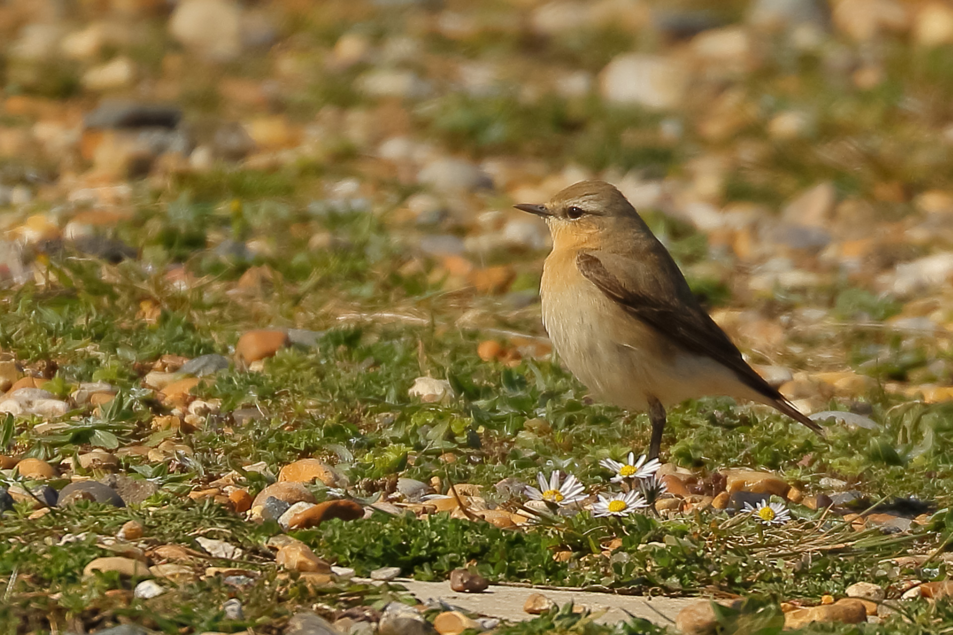 wheatear