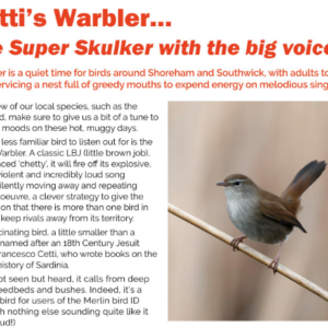 Cetti’s Warbler – The Super Skulker With The Big Voice