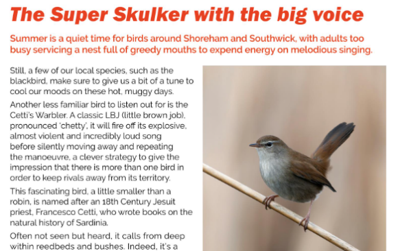 37-1 Cetti’s Warbler – The Super Skulker With The Big Voice