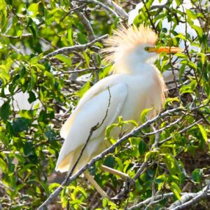 Cattle Egret and Bearded Tit Star In SDOS Trip To Thorney Island