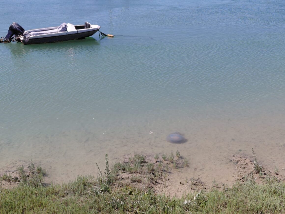 Barrel Jellyfish Pays Adur SSSI A Rare Visit