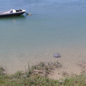 image1 (1) Barrel Jellyfish Pays Adur SSSI A Rare Visit