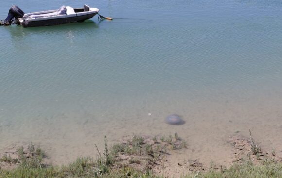 image1 (1) Barrel Jellyfish Pays Adur SSSI A Rare Visit