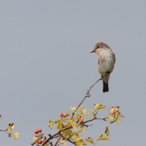 Spotted Flycatchers Fall Into Mill Hill