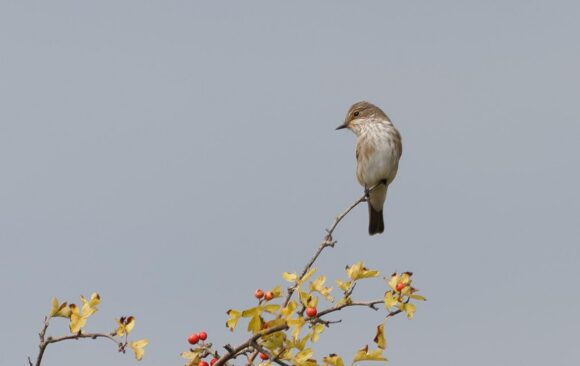 spotfly1 Spotted Flycatchers Fall Into Mill Hill