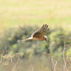Rare Pallid Harrier Spotted On South Downs