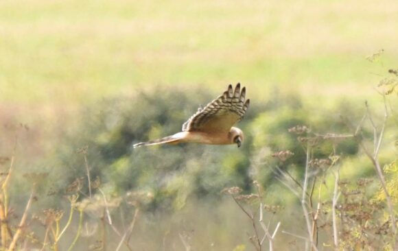 PH1 Rare Pallid Harrier Spotted On South Downs