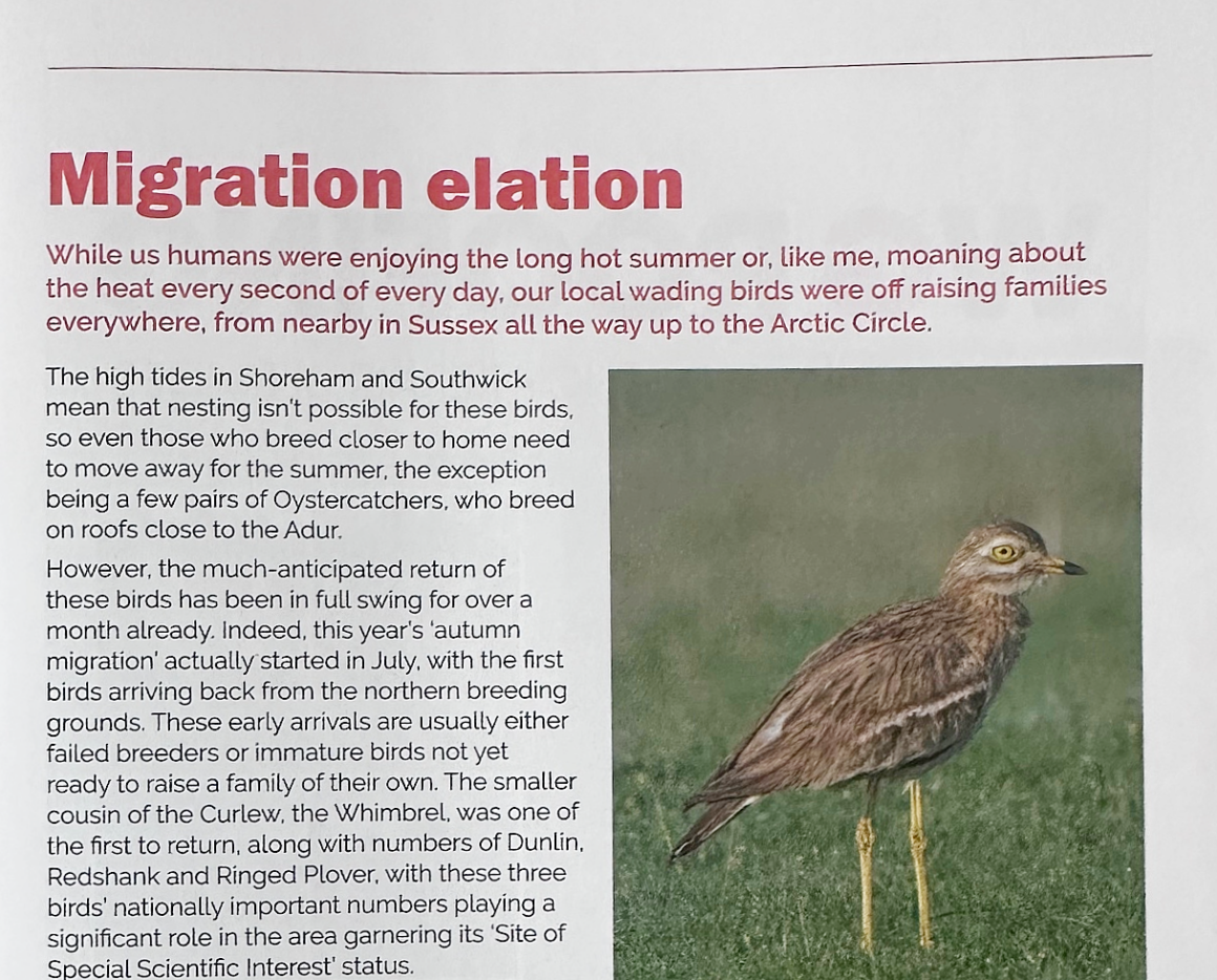 Inside Shoreham and Southwick Magazine: Migration Elation