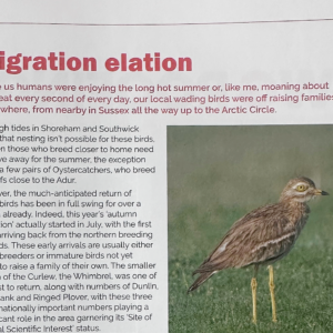 Inside Shoreham and Southwick Magazine: Migration Elation