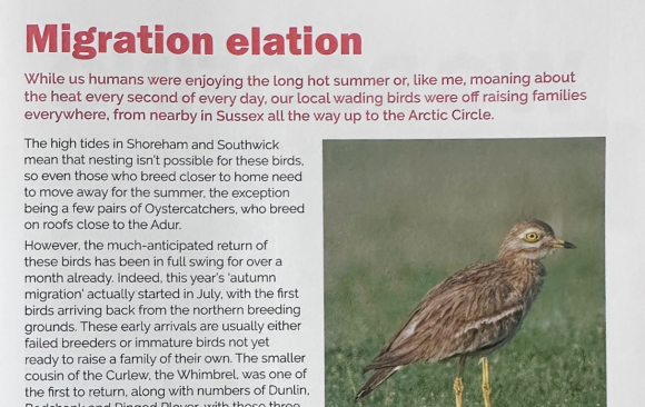 Untitled - 06 September 2026 at 17.52.201 Inside Shoreham and Southwick Magazine: Migration Elation