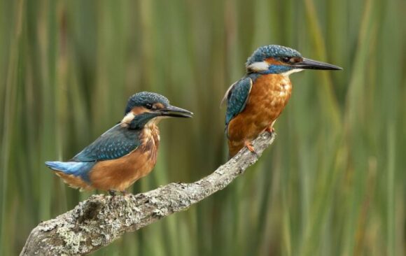 5L7A9339-Kingfishers-x-2-768x513 SDOS Member Maria McGrath Featured In Sussex Wildlife Trust Interview