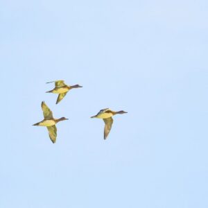 Wigeon Adur walk Wigeon Visit Highlight Of SDOS Adur Amble