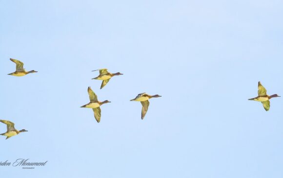 Wigeon Adur walk Wigeon Visit Highlight Of SDOS Adur Amble